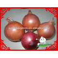 Cebolla en bolsa de malla / cebollas frescas redondas / cebolla grande china fresca